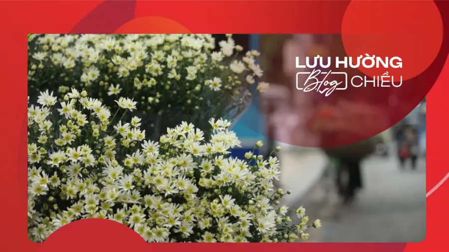 Gửi họa mi vào phố